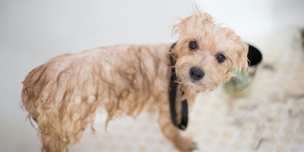 antifungal shampoo for dogs