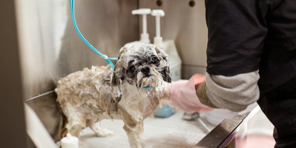 dry shampoo for dogs