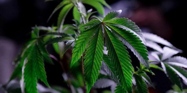 sugar hemp farms