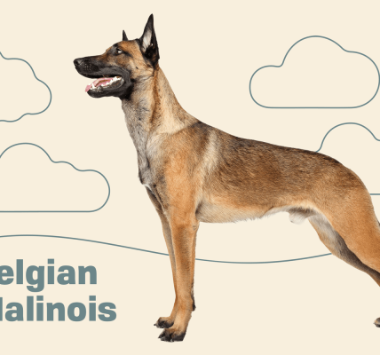 belgian malinois health issues