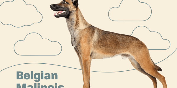 belgian malinois health issues
