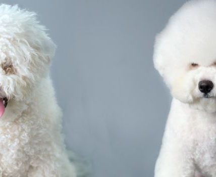 bichon frise health issues