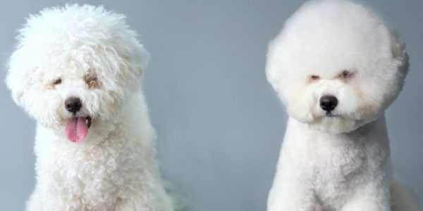 bichon frise health issues