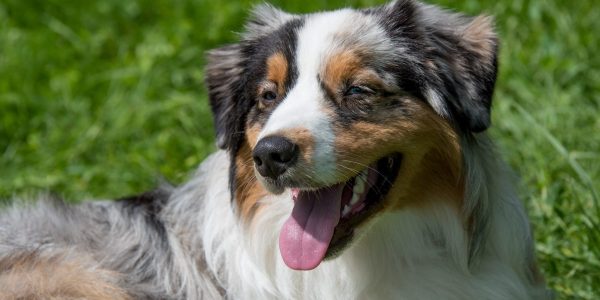 mini australian shepherd health issues