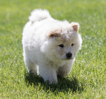chow chow health issues