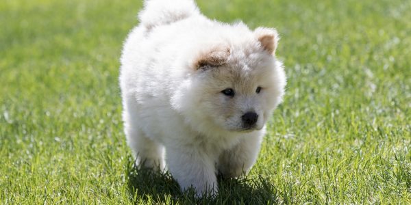 chow chow health issues