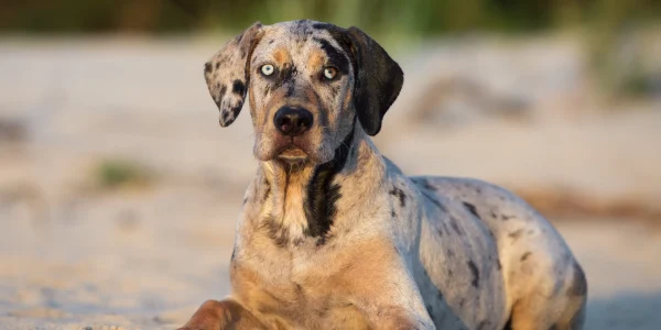 catahoula leopard dog health issues
