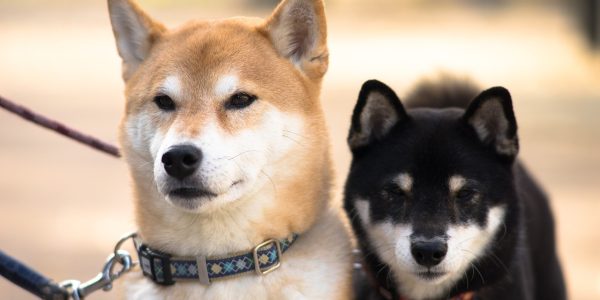 health issues with shiba inu