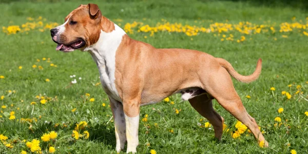 american staffordshire terrier health problems