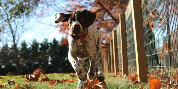german shorthaired pointer health issues